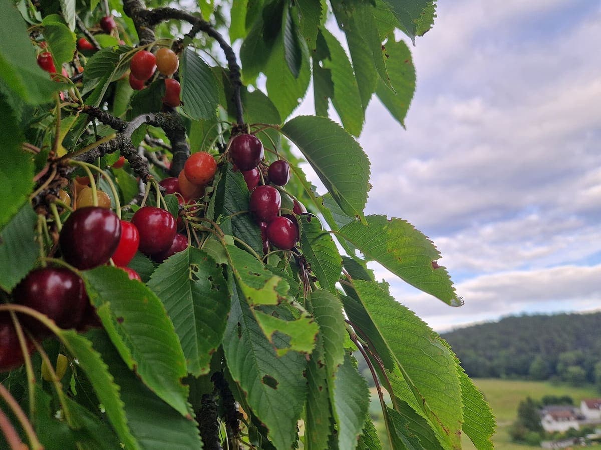 Andy's Orchard 采摘