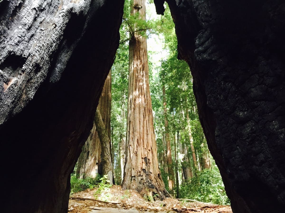 Big Basin Redwoods(Redwood Loop)