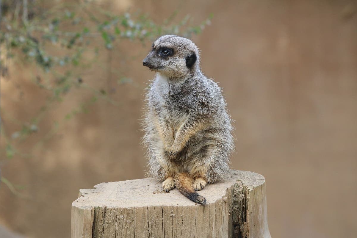 Happy Hollow Park & Zoo