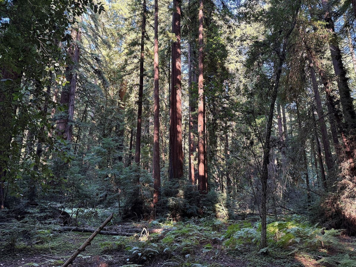 Henry Cowell Redwoods(Redwood Grove 环线)