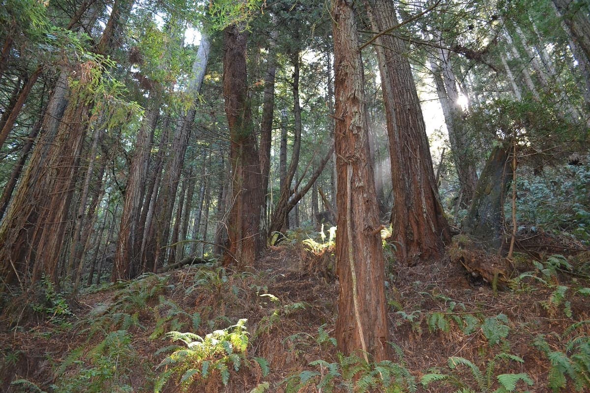 Purisima Creek Redwoods(Higgins Canyon 入口)