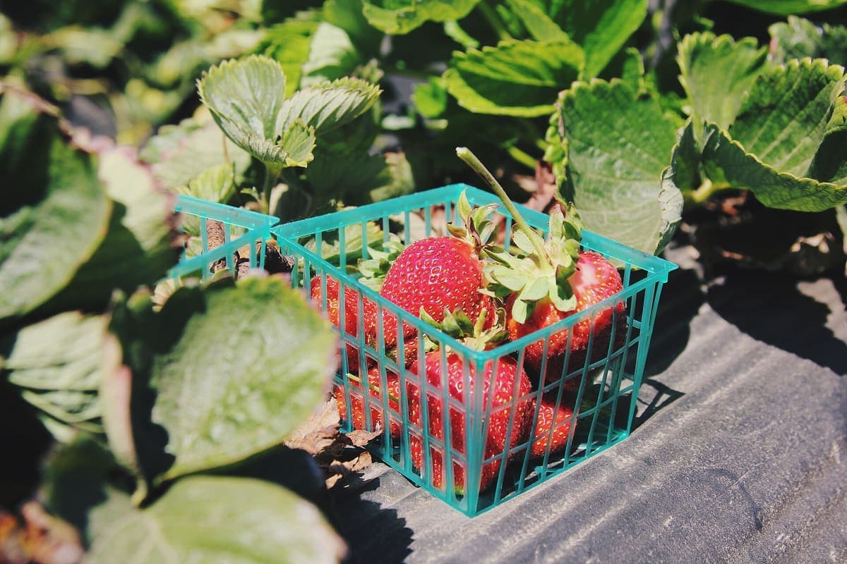 Swanton Berry Farm 有机草莓自采