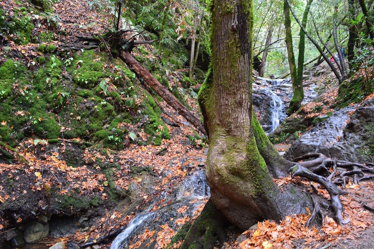 Uvas Canyon 瀑布环线